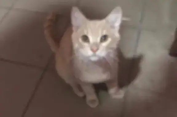 Найден котик Персик в Люберцах