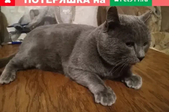 Кот британской породы найден в Челябинске на ул. Дружбы, 5