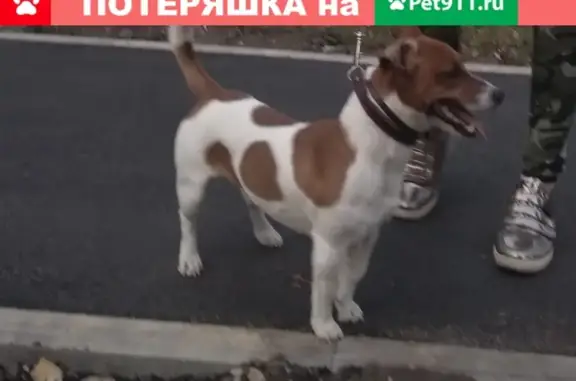 Пропала собака на Московском проспекте, Воронеж