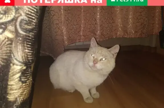 Найден кот по адресу Новоизмайловский 79