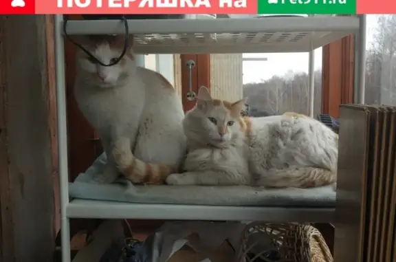 Пропали 2 кота в Москве, Киевском рабочем посёлке