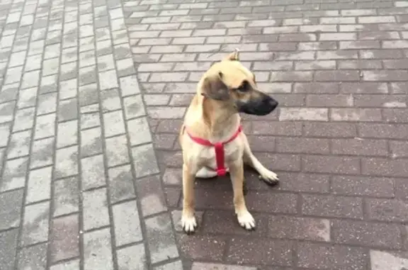 Потеряшка: найдена собака на станции Железнодорожном в красной шлейке