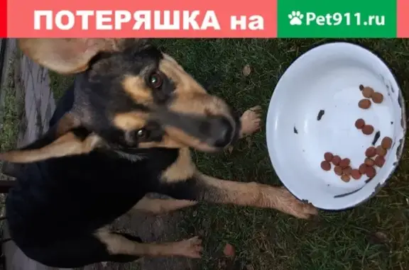 Найден щенок возле Кратовского озера в Раменском городском округе