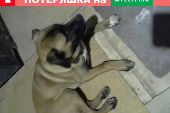 Собака в Перми: дрессирована, умна и добрая
