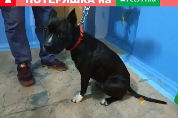 Найдена собака на ул. Конева 12 в Омске