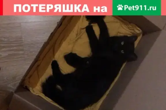 Пропала кошка Чифа, Ростов-на-Дону, 4-й Нефтяной пер.