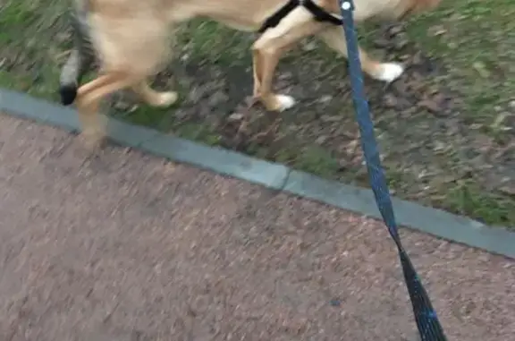 Собаки потеряшки, Москва, фото: Потеряшка собака «чип» возле Тимирязевского парка