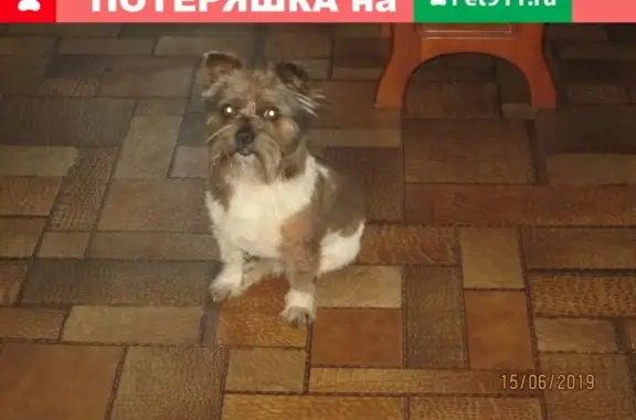 Пропала собака в Поставах, Беларусь