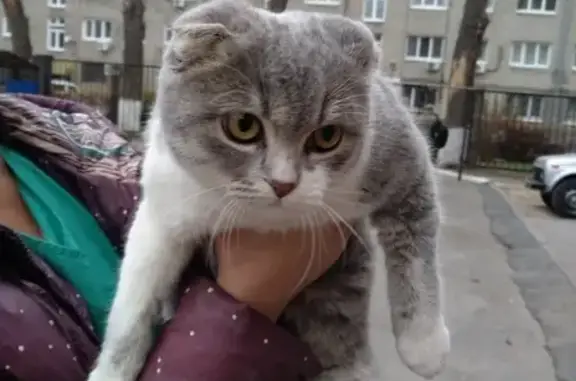 Найден серый котенок в Липецке на ул. Г. Титова