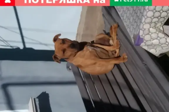 Собаки потеряшки, , фото: Потеряшка питбуль на Южной улице в Симферополе