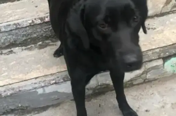 Найдена собака в Пензе на пр-те Строителей 108