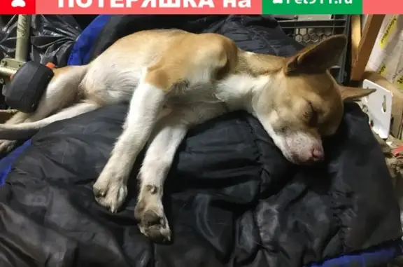 Найдена собака в Новомосковске на ул. Мира