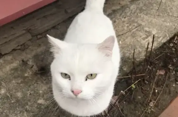 Найден белый котик в Чехове