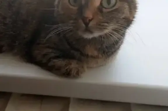 Потерянные животные Смоленск, фото: Пропала кошка на ул. Оршанская, 13 (Смоленск)