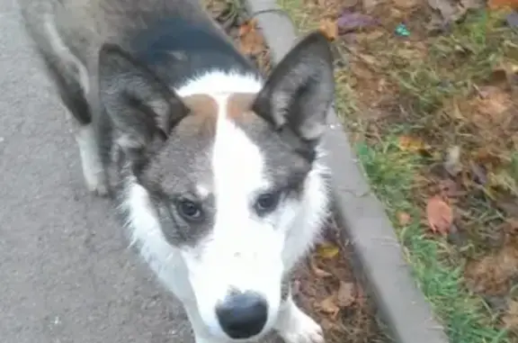 Найдена собака на Королева 4 и ул.Стартовой: помесь Хаски, белый с серым окрасом.