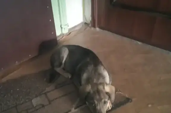 Найден щенок на ул. Репина в Калининграде