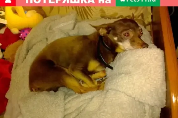 Собака найдена в районе ремзавода, Йошкар-Ола