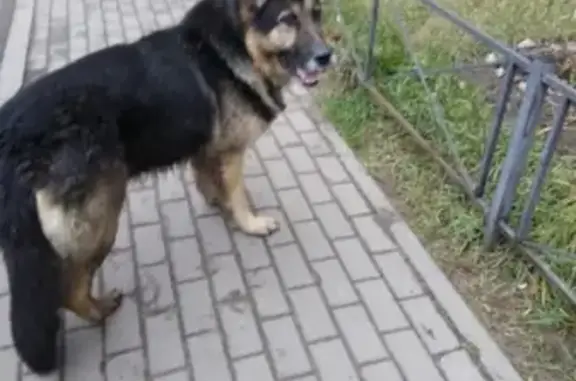 Найден домашний пёс в районе Юкков, ищем хозяев. СПб