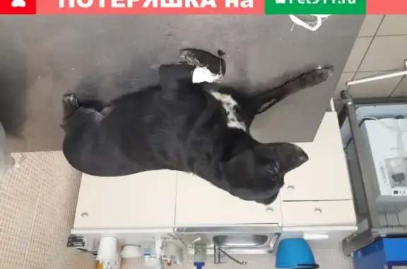 Найдена собака, Омск, фото: Собака найдена возле дома Лукашевича 8, Омск.