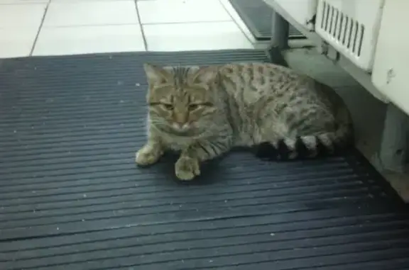 Найдена полосатая кошка на ул. Родниковской, Иваново