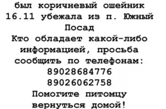 Пропала собака Агата в поселке Южный Посад (Челябинская область)