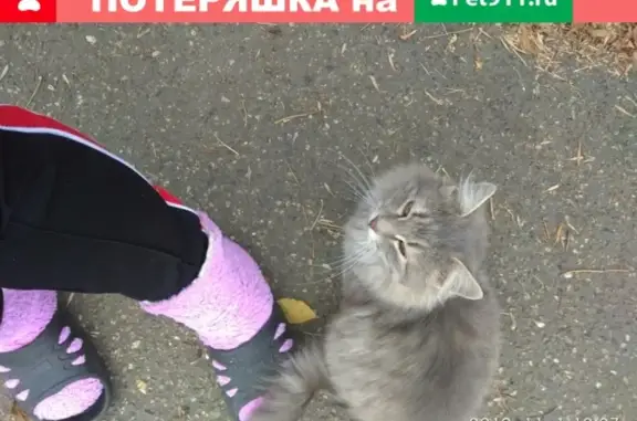 Найден кот в Краснодаре, ищет дом.