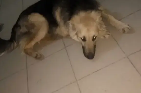 Собака найдена в Тюмени на Солнечном проезде 22