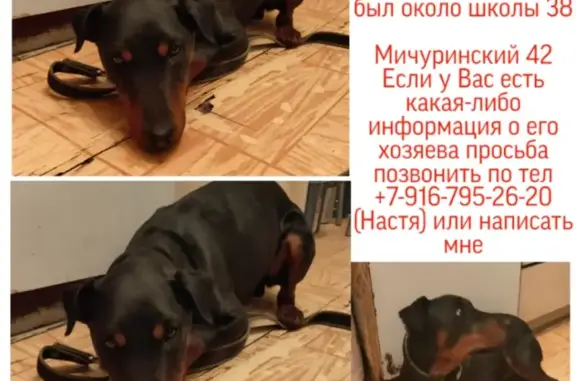 Найденные животные Москва, фото: Собака Кобель найдена на Мичуринском проспекте, Москва