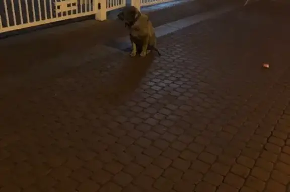 Найдена собака на Новгородской улице