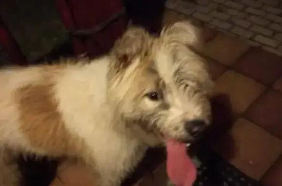 Собака найдена в Дубне около поста гаи Д Александровка