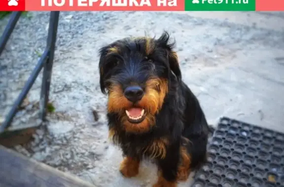 Пропала собака в Чудовском районе, Новгородская обл.