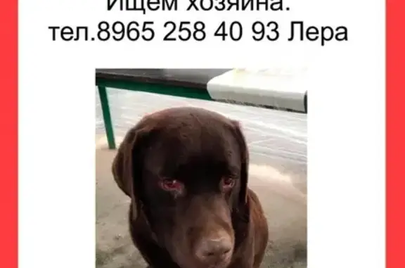 Собака Лабрадор найдена в Видном.