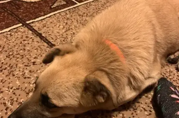 Собака найдена в районе Сокольников, Москва