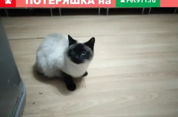 Пропала кошка на ул. Конева, 26 (Вологда)