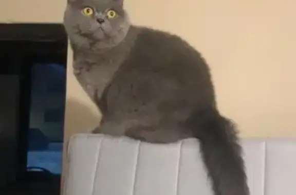 Кошки потеряшки, Санкт-Петербург, фото: Потеряшка серая британская кошка в поселке Свердлова-1, вознаграждение!