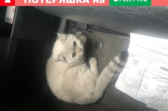 Найдена кошка на Ломоносовском проспекте, без чипа