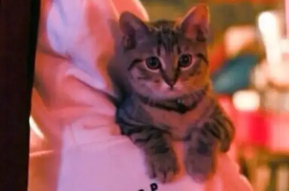 Кошки потеряшки, Санкт-Петербург, фото: Потеряшка кошка в Санкт-Петербурге, Центральный район - помогите найти!