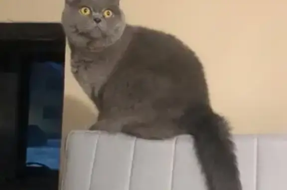 Кошки потеряшки, Ленинградская, фото: Потеряшка кошка в Л.О., пгт. Свердлова, микрорайон 1.