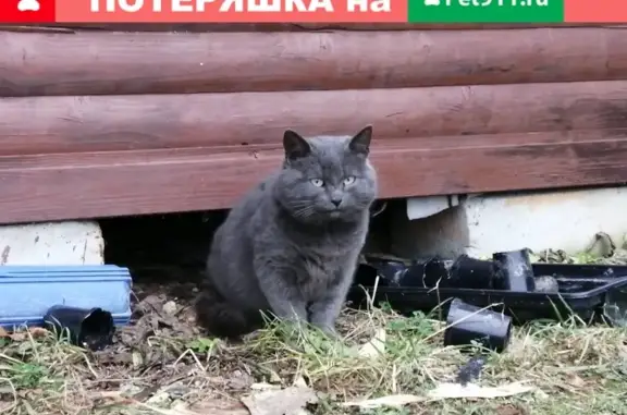 Найден домашний кот в Рузском районе