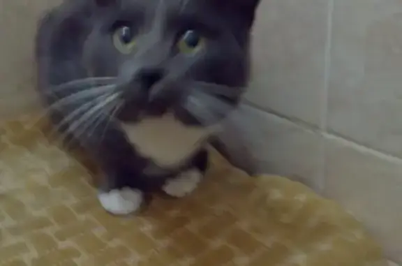 Найден серый котик возле Ореховой сопки в Хабаровске
