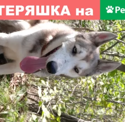 Пропала собака Лайка на ул. Кустарная, помогите найти (Владивосток)