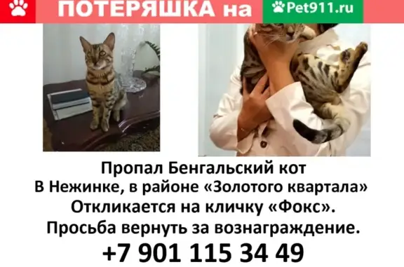 Пропала Бенгальская кошка в Нежинке, Оренбургская область