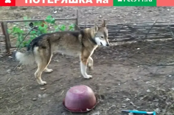 Найден молодой кобель лайки в Чегодаево