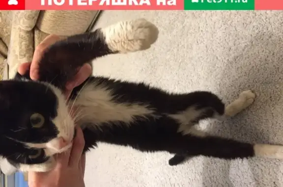 Найден кот на Пригородном проезде, Барнаул