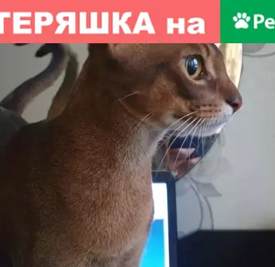 Пропал кот РИЧИ в с. Баратаевка, Ульяновск.