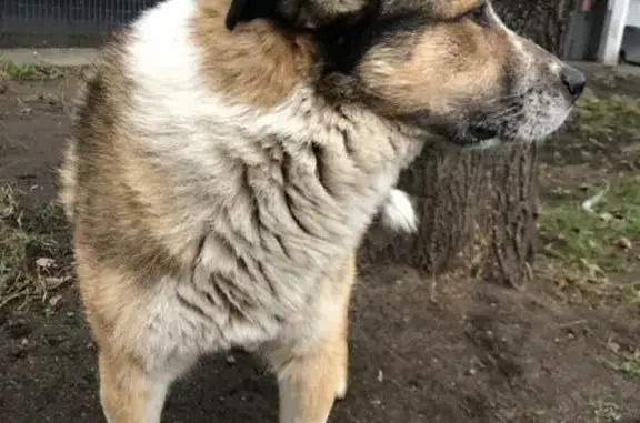 Найдена большая собака на 10-й улице Соколиной Горы