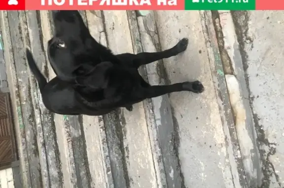 Найдена собака в Буртасе, Пензенская обл.
