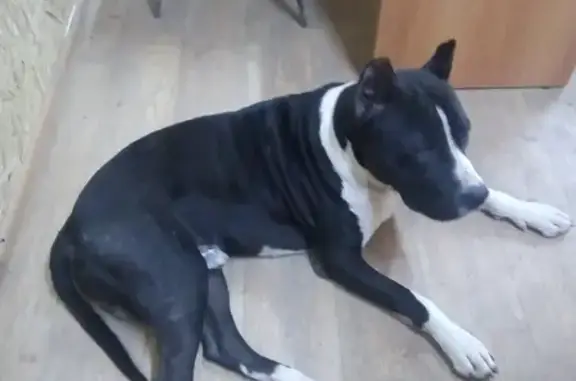 Собака найдена на улице Речников, 15к1, Ростовская область