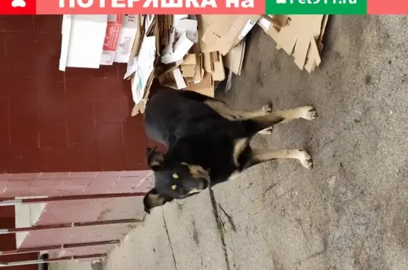 Найдена черная собака с ошейником на Андропова 21