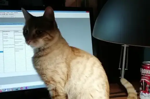 Потерянные животные Москва, фото: Пропала кошка Баксик в Гольяново, Москва.